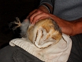 20110617 RINGING FOUR BABY OWLS AT LE BOSQUET 17